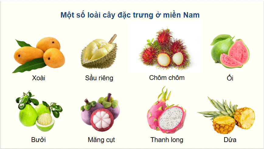 Giáo án điện tử Địa Lí 12 Chân trời sáng tạo Bài 4: Thực hành: Tìm hiểu về sự phân hoá tự nhiên Việt Nam | PPT Địa 12