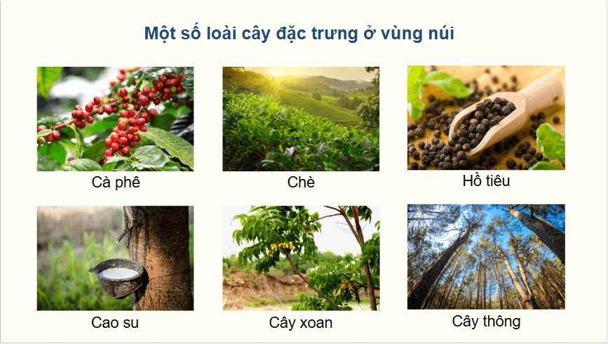 Giáo án điện tử Địa Lí 12 Chân trời sáng tạo Bài 4: Thực hành: Tìm hiểu về sự phân hoá tự nhiên Việt Nam | PPT Địa 12