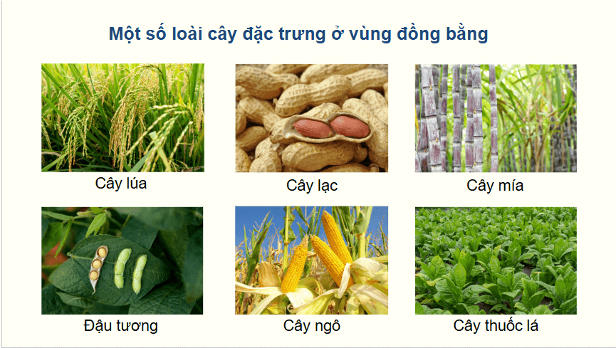 Giáo án điện tử Địa Lí 12 Chân trời sáng tạo Bài 4: Thực hành: Tìm hiểu về sự phân hoá tự nhiên Việt Nam | PPT Địa 12
