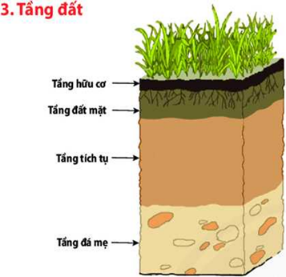 Giáo án Địa Lí 6 Chân trời sáng tạo Bài 19: Lớp đất và các nhân tố hình thành đất. Một số nhóm đất điển hình