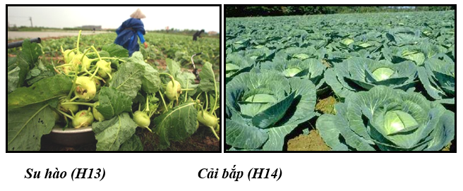 Giáo án Địa Lí 8 Bài 36: Đặc điểm đất Việt Nam (mới, chuẩn nhất)