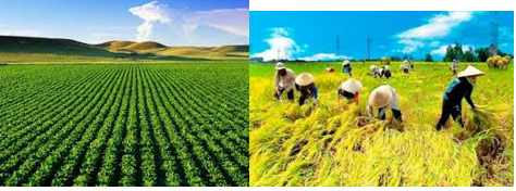 Giáo án Địa Lí 9 Bài 8: Sự phát triển và phân bố nông nghiệp | Giáo án Địa Lí 9 mới, chuẩn nhất