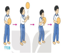 Giáo án Giáo dục thể chất lớp 3 Kết nối tri thức Bài 4: Bài tập tại chỗ tung - bắt bóng bằng hai tay