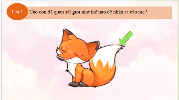 Giáo án điện tử HĐTN lớp 2 Kết nối tri thức Tuần 23: Câu chuyện lạc đường | PPT Hoạt động trải nghiệm lớp 2