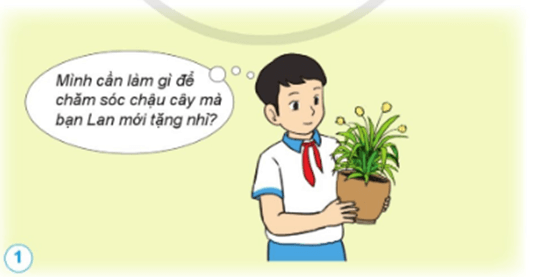 Giáo án Khoa học lớp 4 Bài 13: Nhu cầu sống của thực vật và chăm sóc cây trồng | Cánh diều