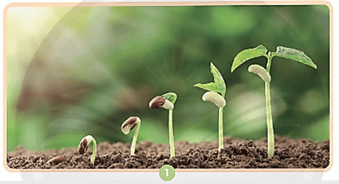 Giáo án Khoa học lớp 4 Bài 15: Thực vật cần gì để sống và phát triển | Chân trời sáng tạo