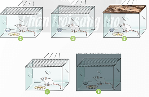 Giáo án Khoa học lớp 4 Bài 16: Nhu cầu sống cửa đông vật | Chân trời sáng tạo