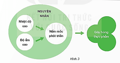 Giáo án Khoa học lớp 4 Bài 21: Nấm gây hỏng thực phẩm và nấm độc | Kết nối tri thức