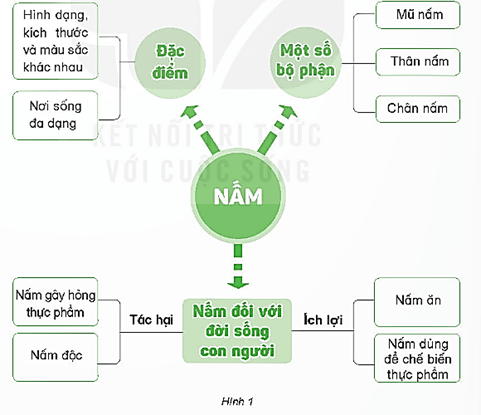 Giáo án Khoa học lớp 4 Bài 22: Ôn tập chủ đề nấm | Kết nối tri thức