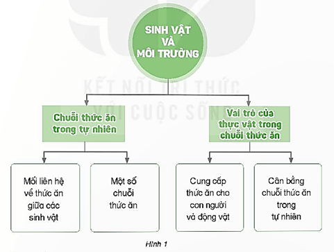 Giáo án Khoa học lớp 4 Bài 31: Ôn tập chủ đề sinh vật và môi trường | Kết nối tri thức