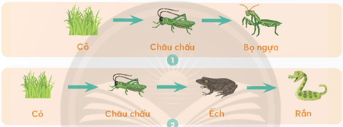 Giáo án Khoa học lớp 4 Chân trời sáng tạo Bài 31: Vai trò của thực vật trong chuỗi thức ăn