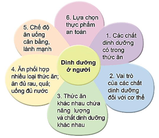 Giáo án Khoa học lớp 4 Ôn tập chủ đề Con người và sức khỏe | Cánh diều