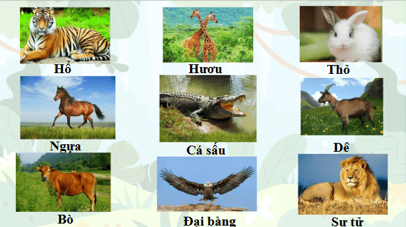 Giáo án điện tử Khoa học lớp 4 Kết nối tri thức Bài 17: Chăm sóc cây trồng, vật nuôi | PPT Khoa học 4