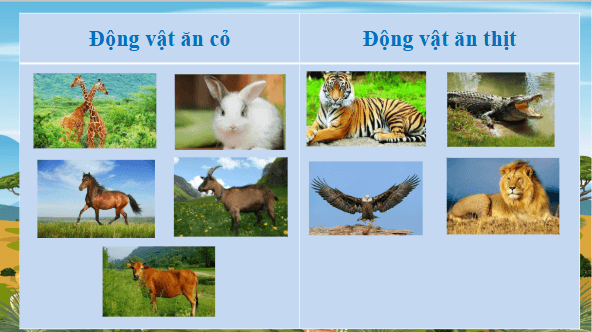 Giáo án điện tử Khoa học lớp 4 Kết nối tri thức Bài 17: Chăm sóc cây trồng, vật nuôi | PPT Khoa học 4