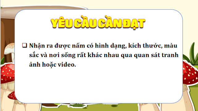 Giáo án điện tử Khoa học lớp 4 Kết nối tri thức Bài 19: Đặc điểm chung của nấm | PPT Khoa học 4