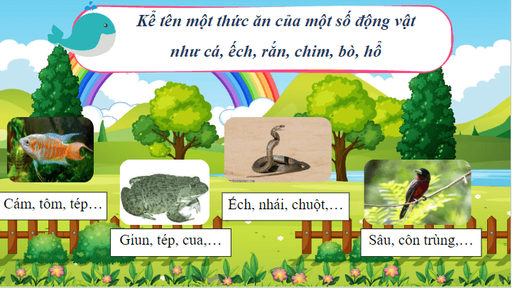 Giáo án điện tử Khoa học lớp 4 Cánh diều Bài 22: Chuỗi thức ăn | PPT Khoa học 4