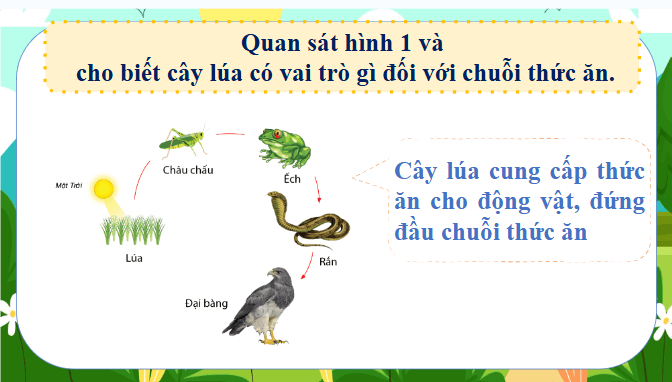 Giáo án điện tử Khoa học lớp 4 Chân trời sáng tạo Bài 31: Vai trò của thực vật trong chuỗi thức ăn | PPT Khoa học 4