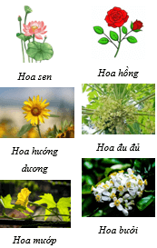 Giáo án Khoa học lớp 5 Kết nối tri thức Bài 13: Sinh sản của thực vật có hoa