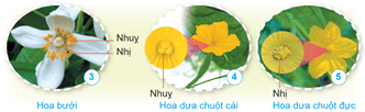 Giáo án Khoa học lớp 5 Cánh diều Bài 8: Sự sinh sản của thực vật có hoa