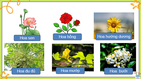 Giáo án điện tử Khoa học lớp 5 Kết nối tri thức Bài 13: Sinh sản của thực vật có hoa | PPT Khoa học 5