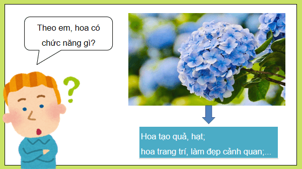 Giáo án điện tử Khoa học lớp 5 Kết nối tri thức Bài 13: Sinh sản của thực vật có hoa | PPT Khoa học 5
