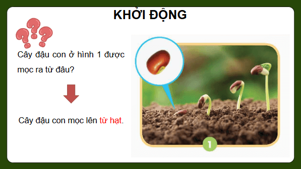 Giáo án điện tử Khoa học lớp 5 Chân trời sáng tạo Bài 14: Sự lớn lên và phát triển của thực vật | PPT Khoa học 5