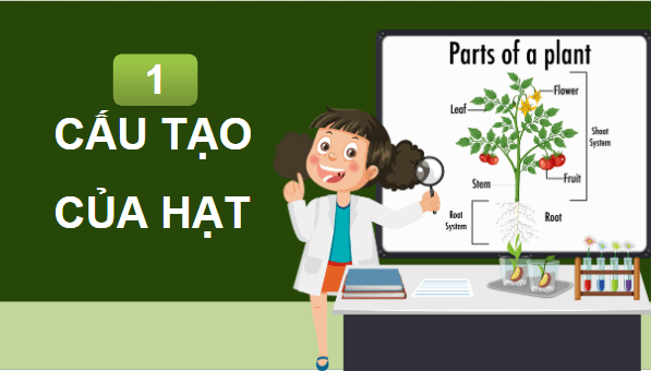 Giáo án điện tử Khoa học lớp 5 Chân trời sáng tạo Bài 14: Sự lớn lên và phát triển của thực vật | PPT Khoa học 5
