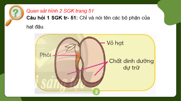 Giáo án điện tử Khoa học lớp 5 Chân trời sáng tạo Bài 14: Sự lớn lên và phát triển của thực vật | PPT Khoa học 5