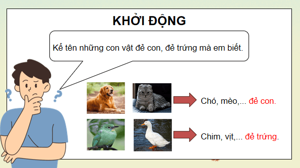 Giáo án điện tử Khoa học lớp 5 Kết nối tri thức Bài 15: Sinh sản của động vật | PPT Khoa học 5