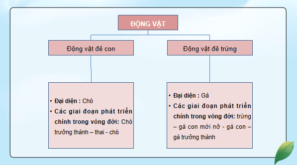 Giáo án điện tử Khoa học lớp 5 Kết nối tri thức Bài 17: Ôn tập chủ đề Thực vật và động vật | PPT Khoa học 5
