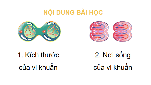 Giáo án điện tử Khoa học lớp 5 Kết nối tri thức Bài 18: Vi khuẩn xung quanh chúng ta | PPT Khoa học 5