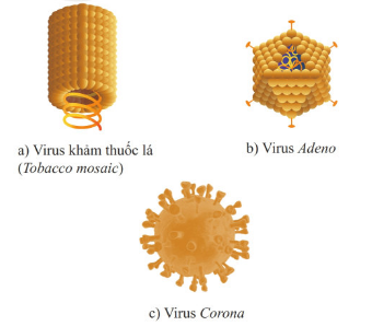 Giáo án KHTN 6 Cánh diều Bài 16: Virus và vi khuẩn | Giáo án Khoa học tự nhiên 6