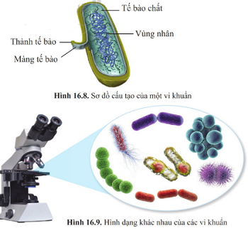 Giáo án KHTN 6 Cánh diều Bài 16: Virus và vi khuẩn | Giáo án Khoa học tự nhiên 6