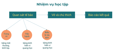 Giáo án KHTN 6 Chân trời sáng tạo Bài 18: Thực hành quan sát tế bào sinh vật | Giáo án Khoa học tự nhiên 6