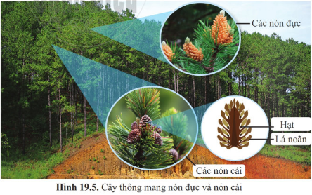 Giáo án KHTN 6 Cánh diều Bài 19: Đa dạng thực vật | Giáo án Khoa học tự nhiên 6