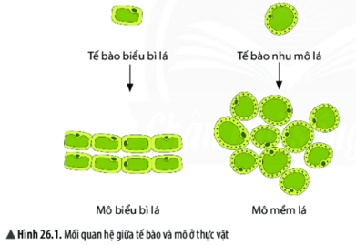 Giáo án KHTN 6 Chân trời sáng tạo Bài 20: Các cấp độ tổ chức trong cơ thể đa bào | Giáo án Khoa học tự nhiên 6