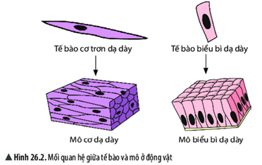 Giáo án KHTN 6 Chân trời sáng tạo Bài 20: Các cấp độ tổ chức trong cơ thể đa bào | Giáo án Khoa học tự nhiên 6