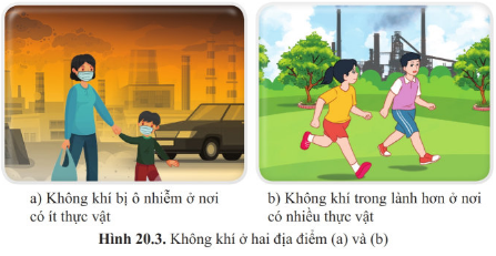 Giáo án KHTN 6 Cánh diều Bài 20: Vai trò của thực vật trong đời sống và trong tự nhiên | Giáo án Khoa học tự nhiên 6