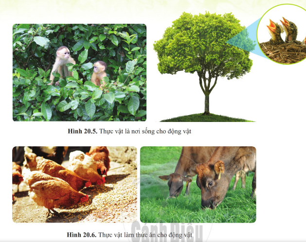 Giáo án KHTN 6 Cánh diều Bài 20: Vai trò của thực vật trong đời sống và trong tự nhiên | Giáo án Khoa học tự nhiên 6