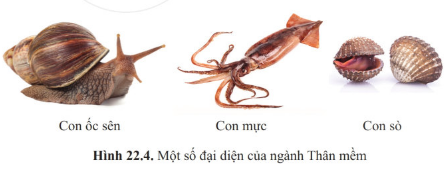 Giáo án KHTN 6 Cánh diều Bài 22: Đa dạng động vật không xương sống | Giáo án Khoa học tự nhiên 6