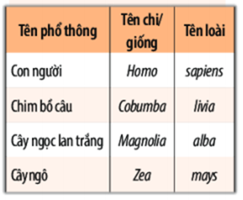 Giáo án KHTN 6 Chân trời sáng tạo Bài 22: Phân loại thế giới sống | Giáo án Khoa học tự nhiên 6