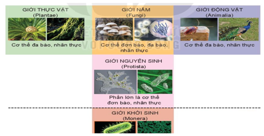 Giáo án KHTN 6 Chân trời sáng tạo Bài 23: Thực hành xây dựng khóa lưỡng phân | Giáo án Khoa học tự nhiên 6