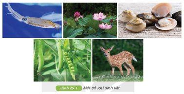 Giáo án KHTN 6 Kết nối tri thức Bài 25: Hệ thống phân loại sinh vật | Giáo án Khoa học tự nhiên 6