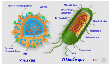 Giáo án KHTN 6 Chân trời sáng tạo Bài 25: Vi khuẩn | Giáo án Khoa học tự nhiên 6