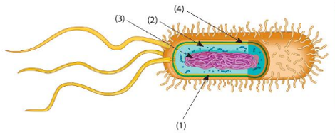 Giáo án KHTN 6 Chân trời sáng tạo Bài 25: Vi khuẩn | Giáo án Khoa học tự nhiên 6
