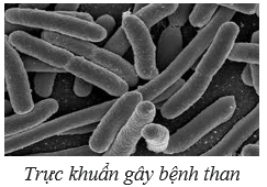 Giáo án KHTN 6 Chân trời sáng tạo Bài 25: Vi khuẩn | Giáo án Khoa học tự nhiên 6