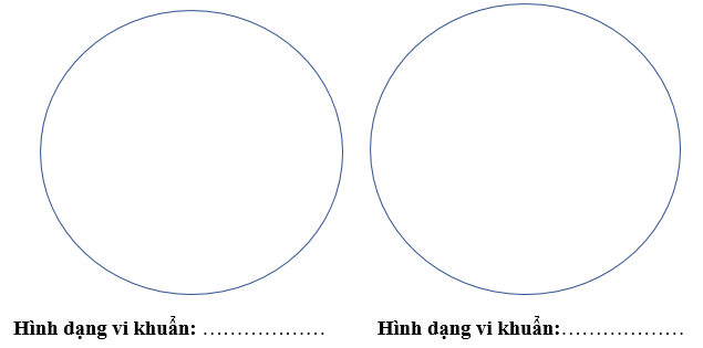 Giáo án KHTN 6 Chân trời sáng tạo Bài 26: Thực hành quan sát vi khuẩn | Giáo án Khoa học tự nhiên 6