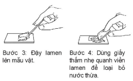 Giáo án KHTN 6 Kết nối tri thức Bài 28: Thực hành: Làm sữa chua và quan sát vi khuẩn | Giáo án Khoa học tự nhiên 6