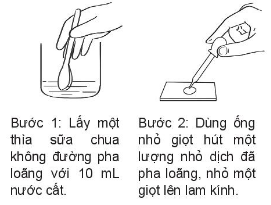 Giáo án KHTN 6 Kết nối tri thức Bài 28: Thực hành: Làm sữa chua và quan sát vi khuẩn | Giáo án Khoa học tự nhiên 6