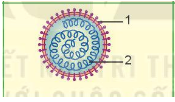 Giáo án KHTN 6 Kết nối tri thức Bài 29: Virus | Giáo án Khoa học tự nhiên 6